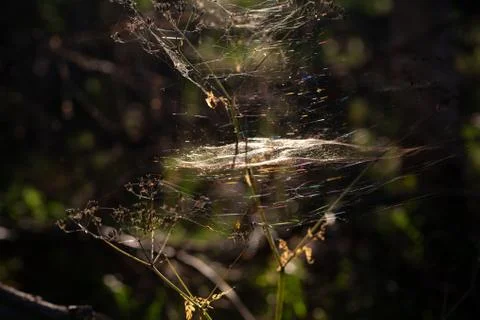 Spiderwebs on the grass in the forest at sunset Stock Photos