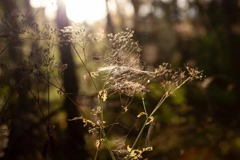 Spiderwebs on the grass in the forest at sunset Stock Photos