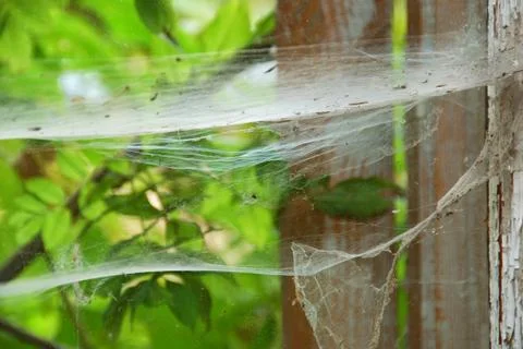 Spiderwebs Stock Photos