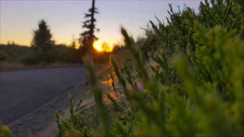 Spiderwebs in sunset Stock-Footage 147175343