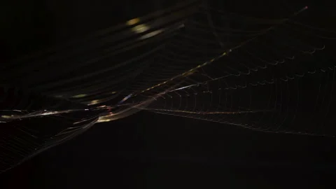 Spiderwebs swaying in the wind Stock Footage 261730088