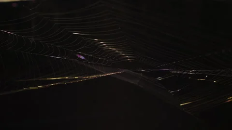 Spiderwebs swaying in the wind Stock Footage 265203286