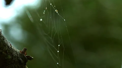 Spiderwebs on a tree and raindrops caught in it Stock Footage 253576960