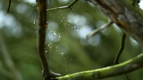Spiderwebs on a tree and raindrops caught in it Stock Footage 253577554