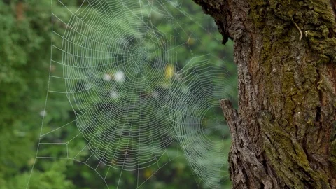 Spiderwebs on a tree Vídeo Stock 120240249