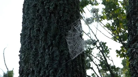 Spiderwed blowing in the wind Stock Footage 44232395
