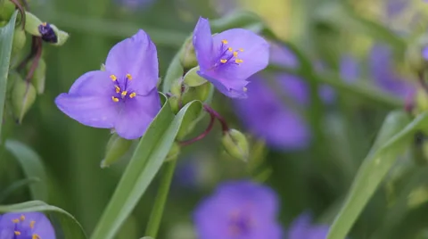 Spiderwort with bee Stock Footage 35660957