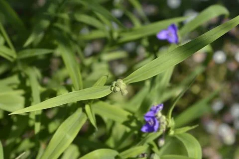 Spiderwort flower Stock Photos
