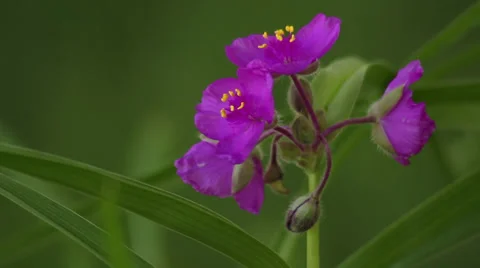 Spiderwort Stock Footage 35661412