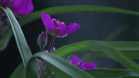 Spiderwort Stock Footage 35661579