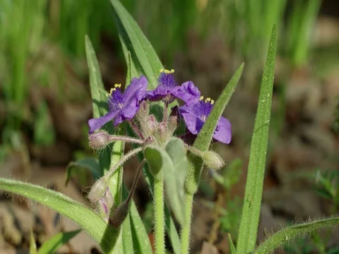 Spiderwort Stock Footage 74202403