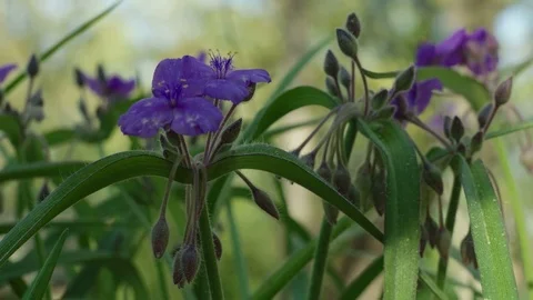 Spiderwort Stock Footage 74203115