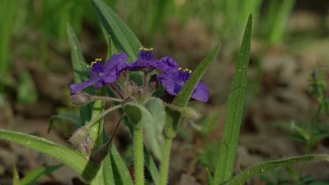Spiderwort Stock Footage 74203969