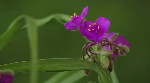 Spiderwort II Stock Footage 35661496