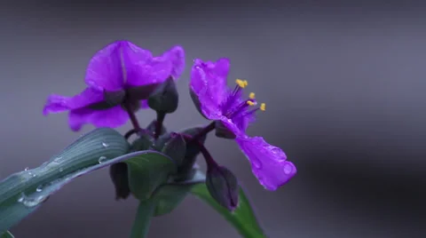 Spiderwort III Stock Footage 35661453
