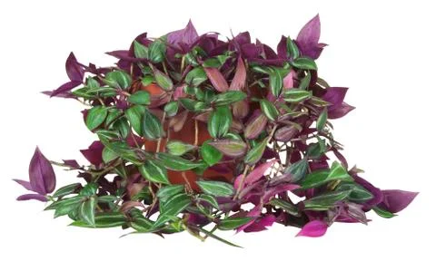 Spiderwort Stock Photos