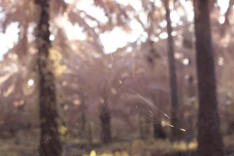 Spidery cobweb Foto stock