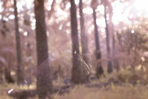 Spidery cobweb Foto stock