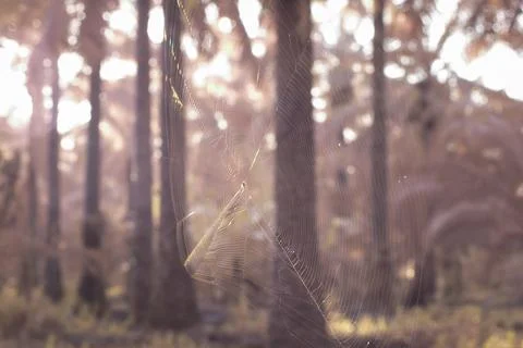 Spidery cobweb Foto stock