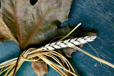 Spike and leaf Stock Photos