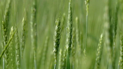 Spike and wheat fields in the spring months, unripe wheat field, 動画素材 104620071