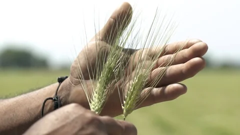 Spike barley on farmer hands Stock Footage 108691035