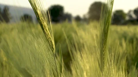 Spike barley in sunset Stock Footage 108691033