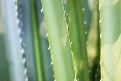 Spike on the branch. Stock Photos