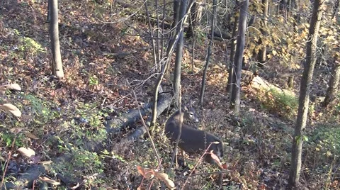 Spike Buck Deer walking 動画素材 41983466