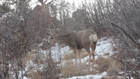 Spike Buck in Snow Stock Footage 94012159