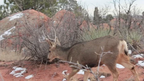 Spike Buck walks by boulder Stock Footage 94012148