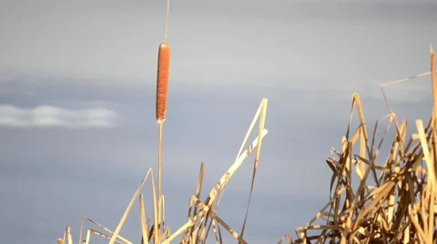 Spike of Bulrush Stock Footage 47855582