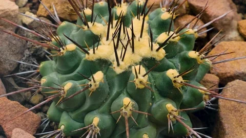 Spike Cactus Stock Footage 143354248