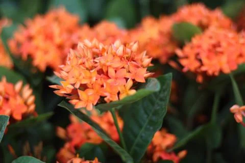 Spike flower. Stock Photos