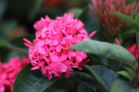Spike flower. Stock Photos