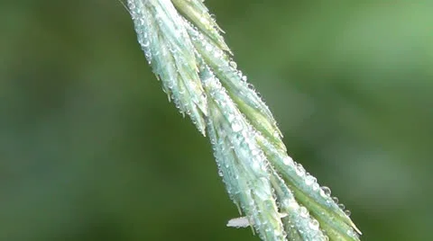 Spike Vídeo Stock 24820067