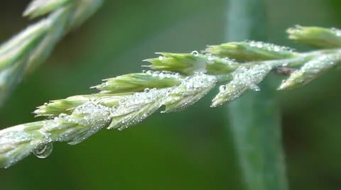 Spike Vídeo Stock 24825579