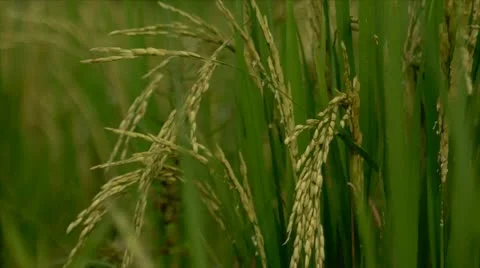 Spike glowing yellow. Stock Footage 22149502