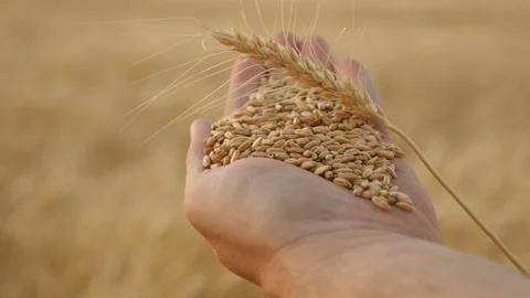 Spike with grain and wheat on the palm of a farmer close-up. Agronomist holds Stock Footage 123766505