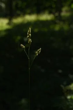 Spike of grass in the back light Stock Photos