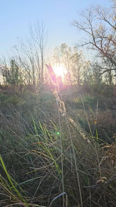 A spike of grass flutters in the wind Stock Footage 298024091