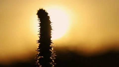 A spike grass moving with the wind 스톡 동영상 224727778