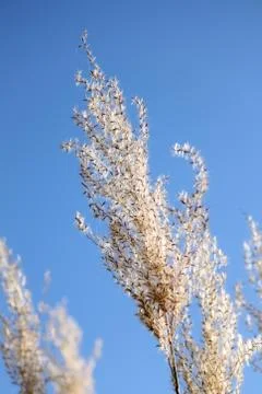 Spike grass Stock Photos