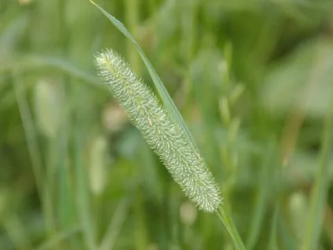 Spike of grass Stock-Fotos