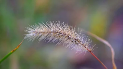 Spike grass in the wind closeup Video stock 69879574