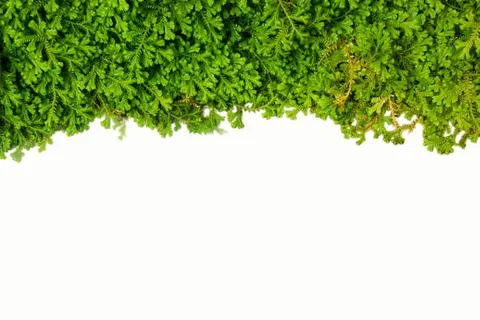 Spike moss Stock Photos