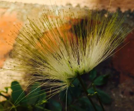 Spike in needle leaf Stock Photos