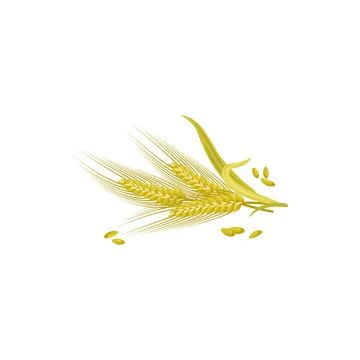 Spike or ears of malt isolated wheat barley grains Stock Illustration