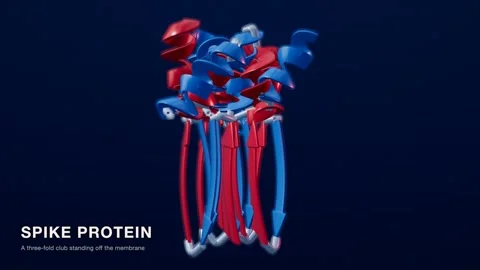 Spike protein protein structure red blue medical technology loop 스톡 동영상 343829786