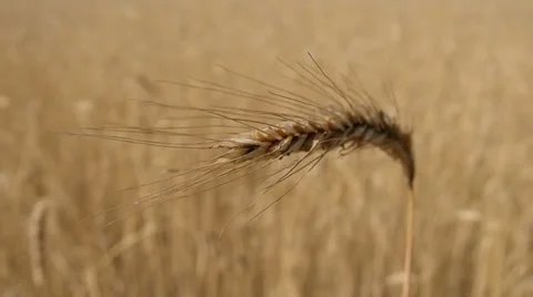Spike of ripe wheat on a field Stock Footage 32454365